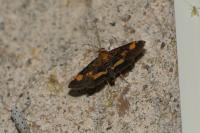 Pyrausta aurata
