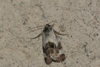Acontia lucida