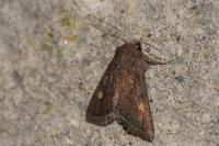 Lacanobia oleracea