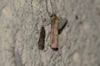 Oncocera semirubella