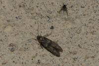 Blastobasis glandulella