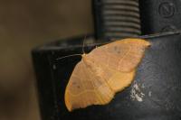 Watsonalla binaria