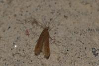 Coleophora