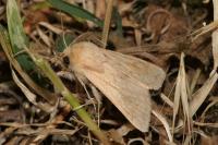 Mythimna vitellina