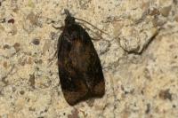 Ditula angustiorana