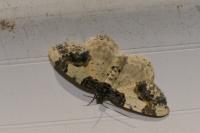 Ligdia adustata