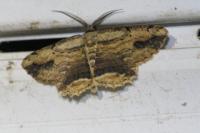 Menophra abruptaria