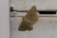 Philereme vetulata