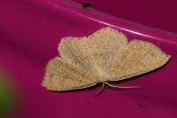 Cyclophora ruficiliaria