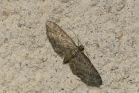 Gymnoscelis rufifasciata