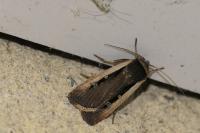 Ochropleura leucogaster