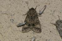 Acronicta megacephala