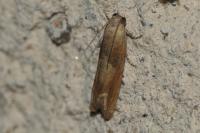 Eucosma conterminana