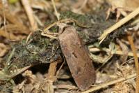 Agrotis exclamationis