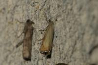 Chrysoteuchia culmella