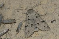 Acronicta leporina