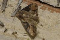 Lateroligia ophiogramma
