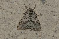 Lymantria monacha