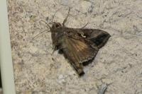 Autographa gamma
