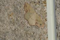 Cyclophora punctaria