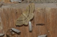 Idaea deversaria