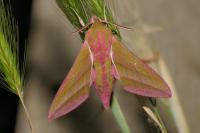 Deilephila elpenor