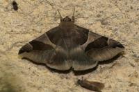 Dysgonia algira
