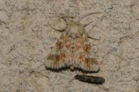 Eremobia ochroleuca