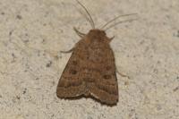 Hoplodrina blanda