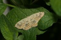 Cyclophora annularia