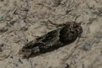 Recurvaria nanella