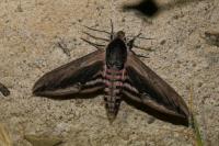 Sphinx ligustri