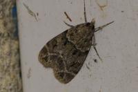 Eudonia mercurella