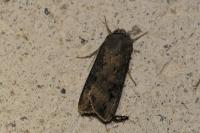 Agrotis ipsilon
