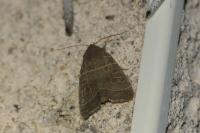 Ipimorpha subtusa