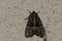 Oligia latruncula / Oligia strigilis / Oligia versicolor