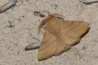 Malacosoma neustria
