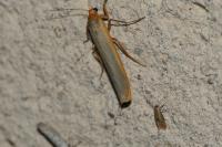 Manulea complana