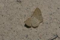 Stegania trimaculata