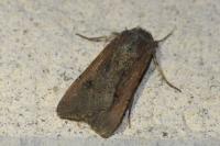 Peridroma saucia