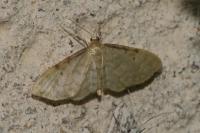 Idaea fuscovenosa