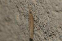 Pediasia contaminella
