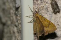 Camptogramma bilineata