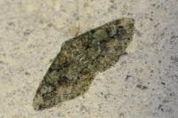 Cleorodes lichenaria