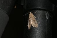 Parapoynx stratiotata