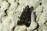 Dichomeris alacella