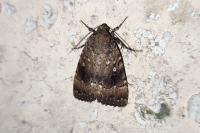 Amphipyra pyramidea
