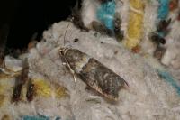 Acrobasis consociella