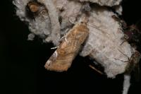 Cosmia affinis