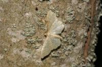 Idaea fuscovenosa